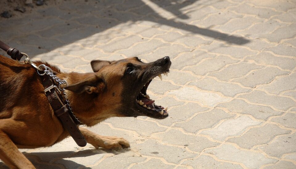 dog bite Philadelphia dog bite lawyer