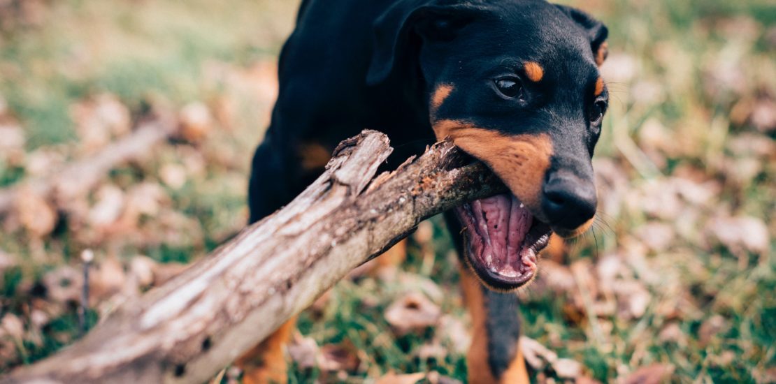 dog bite accident lawyers in Philadelphia