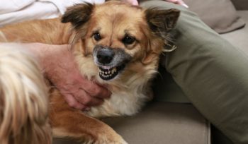 How To Avoid A Dog Bite Incident