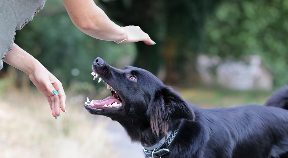 Dog Bite Injuries Who’s Responsible