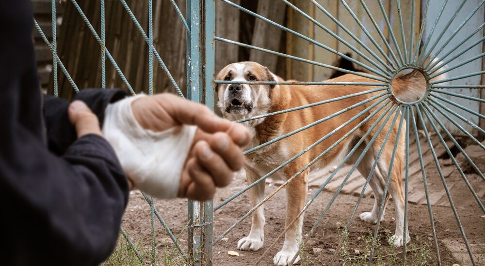 What to Do Immediately After a Dog Bite: A Step-by-Step Guide